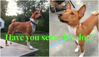 Bring Zig home- Lost DOG near Flourtown, PA